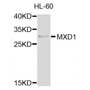 Western blot analysis of extracts of HL-60 cells, using MXD1 antibody (abx002608) at 1/1000 dilution.