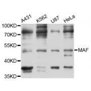 Western blot analysis of extracts of various cell lines, using MAF antibody (abx002609) at 1:3000 dilution.