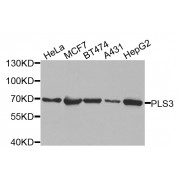 Western blot analysis of extracts of various cell lines, using PLS3 antibody (abx002619) at 1/1000 dilution.