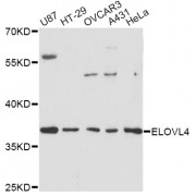 Western blot analysis of extracts of various cell lines, using ELOVL4 antibody (abx002627) at 1:3000 dilution.
