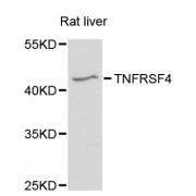 Western blot analysis of extracts of rat liver, using TNFRSF4 antibody (abx002630) at 1:3000 dilution.