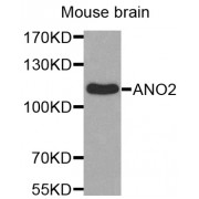 Western blot analysis of extracts of mouse brain, using ANO2 antibody (abx002656).
