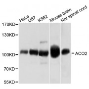 Western blot analysis of extracts of various cell lines, using ACO2 antibody (abx002675) at 1/1000 dilution.