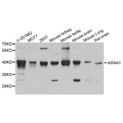 Western blot analysis of extracts of various cell lines, using ASNA1 antibody (abx002699) at 1/1000 dilution.