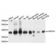 Western blot analysis of extracts of various cell lines, using CAPZA1 antibody (abx002727) at 1/1000 dilution.