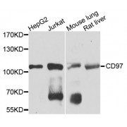 Western blot analysis of extracts of various cell lines, using CD97 antibody (abx002731) at 1/1000 dilution.