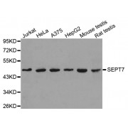 Western blot analysis of extracts of various cell lines, using SEPT7 antibody (abx002732).