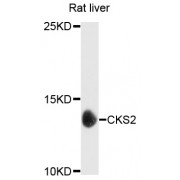 Western blot analysis of extracts of rat liver, using CKS2 antibody (abx002742) at 1/1000 dilution.