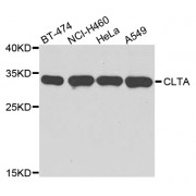 Western blot analysis of extracts of various cell lines, using CLTA antibody (abx002744) at 1:3000 dilution.