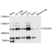 Western blot analysis of extracts of various cell lines, using COL6A2 antibody (abx002747) at 1/1000 dilution.