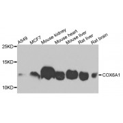 Western blot analysis of extracts of various cell lines, using COX6A1 antibody (abx002749) at 1/1000 dilution.