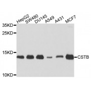 Western blot analysis of extracts of various cell lines, using CSTB antibody (abx002766) at 1/1000 dilution.