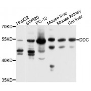 Western blot analysis of extracts of various cell lines, using DDC antibody (abx002777) at 1/1000 dilution.