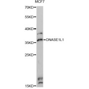 Western blot analysis of extracts of MCF7 cells, using DNASE1L1 Antibody (abx002780) at 1:3000 dilution.