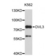 Western blot analysis of extracts of K-562 cells, using DVL3 antibody (abx002791).