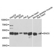 Western blot analysis of extracts of various cell lines, using ENO3 antibody (abx002799) at 1/1000 dilution.
