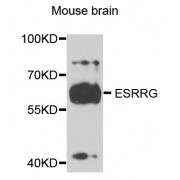 Western blot analysis of extracts of mouse brain, using ESRRG antibody (abx002800) at 1/1000 dilution.