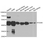 Western blot analysis of extracts of various cell lines, using FDXR antibody (abx002807) at 1/1000 dilution.
