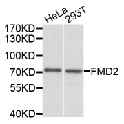 Western blot analysis of extracts of various cell lines, using FMO2 antibody (abx002811) at 1/1000 dilution.