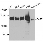Western blot analysis of extracts of various cell lines, using GART antibody (abx002822) at 1/1000 dilution.