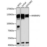Western blot analysis of extracts of various cell lines, using HNRNPU antibody (abx002858) at 1/3000 dilution.