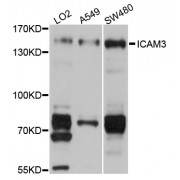 Western blot analysis of extracts of various cell lines, using ICAM3 antibody (abx002864) at 1/1000 dilution.