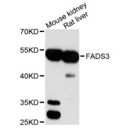 Western blot analysis of extracts of various cell lines, using FADS3 antibody (abx002885) at 1:3000 dilution.