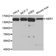 Western blot analysis of extracts of various cell lines, using NBR1 antibody (abx002887).