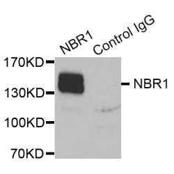 Next To BRCA1 Gene 1 Protein (NBR1) Antibody