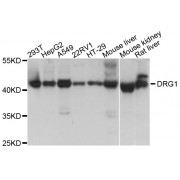 Western blot analysis of extracts of various cell lines, using DRG1 antibody (abx002922) at 1/1000 dilution.