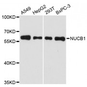 Western blot analysis of extracts of various cell lines, using NUCB1 antibody (abx002928) at 1:3000 dilution.