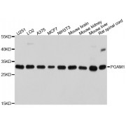Western blot analysis of extracts of various cell lines, using PGAM1 antibody (abx002946) at 1/1000 dilution.
