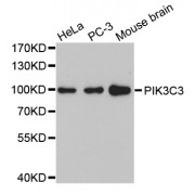 Western blot analysis of extracts of various cell lines, using PIK3C3 antibody (abx002950).