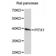 Western blot analysis of extracts of rat pancreas, using PITX1 antibody (abx002951) at 1:3000 dilution.