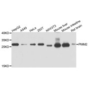 Western blot analysis of extracts of various cell lines, using PMM2 antibody (abx002953) at 1/1000 dilution.