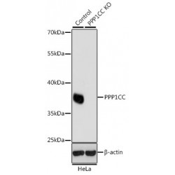 Protein Phosphatase 1 Catalytic Subunit Gamma (PPP1CC) Antibody