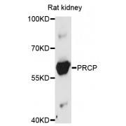 Western blot analysis of extracts of rat kidney, using PRCP antibody (abx002965) at 1/1000 dilution.