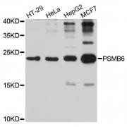 Western blot analysis of extracts of various cell lines, using PSMB6 antibody (abx002978) at 1/1000 dilution.