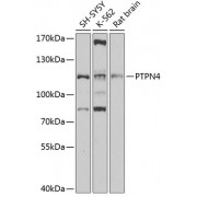 Western blot analysis of extracts of various cell lines, using PTPN4 antibody (abx002984) at 1/1000 dilution.
