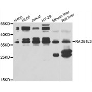 Western blot analysis of extracts of various cell lines, using RAD51D antibody (abx002990) at 1/500 dilution.