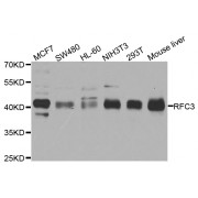 Western blot analysis of extracts of various cell lines, using RFC3 antibody (abx002996) at 1/1000 dilution.