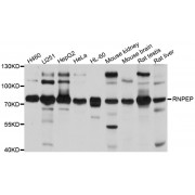 Western blot analysis of extracts of various cell lines, using RNPEP antibody (abx003001) at 1/1000 dilution.