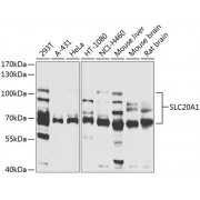 Western blot analysis of extracts of various cell lines, using SLC20A1 antibody (abx003032) at 1/1000 dilution.