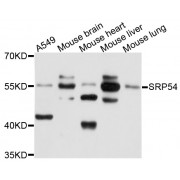 Western blot analysis of extracts of various cell lines, using SRP54 antibody (abx003041) at 1/1000 dilution.