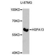 Western blot analysis of extracts of U-87MG cells, using HSPA13 antibody (abx003046) at 1:3000 dilution.