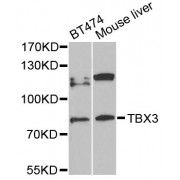 Western blot analysis of extracts of various cell lines, using TBX3 antibody (abx003058) at 1/1000 dilution.