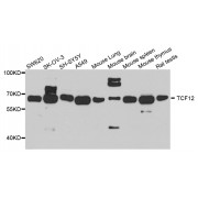 Western blot analysis of extracts of various cell lines, using TCF12 antibody (abx003060) at 1/1000 dilution.