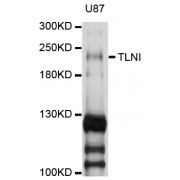 Western blot analysis of extracts of U-87MG cells, using TLN1 antibody (abx003072) at 1/1000 dilution.