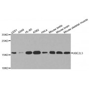 Western blot analysis of extracts of various cell lines, using UBE2L3 antibody (abx003086) at 1/1000 dilution.