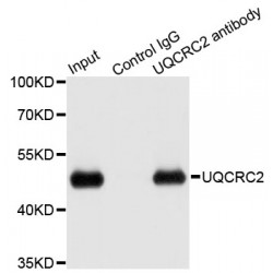 Cytochrome B-C1 Complex Subunit 2, Mitochondrial (UQCRC2) Antibody